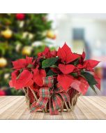Festive Poinsettia Basket, floral gift baskets, plant gift baskets