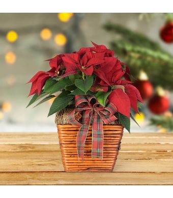 Christmas Poinsettia, floral gift baskets, plant gift baskets