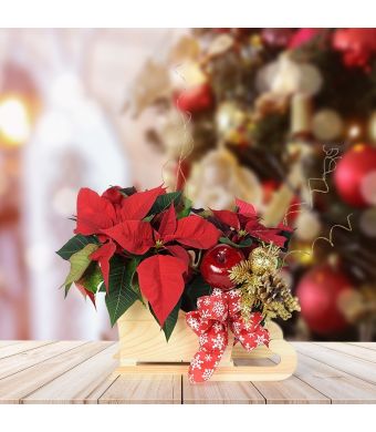 Festive Poinsettia Sleigh, floral gift baskets, plant gift baskets