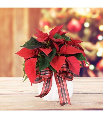 Potted Poinsettia, floral gift baskets, plant gift baskets