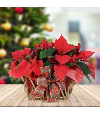 Festive Poinsettia Basket, floral gift baskets, plant gift baskets