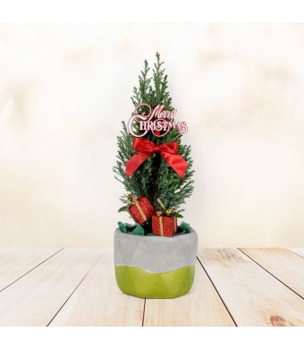 Mini Christmas Tree, floral gift baskets, Christmas gift baskets, plant gift baskets
